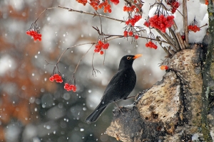 Salon.Photo Silver Medal